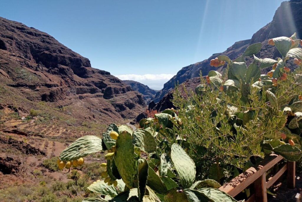 Barranco de Guayadeque
