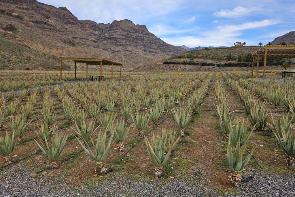 Finca Canarias Aloe Vera​