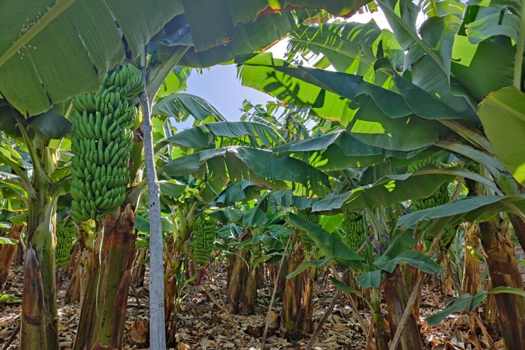 Plantacja bananów na Gran Canaria